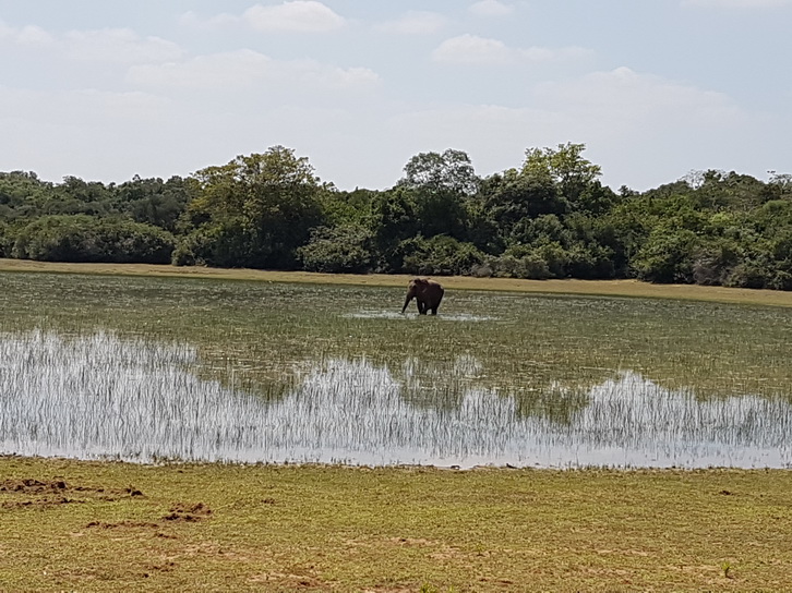 Wilpattu National Park Camp Kulu safaris