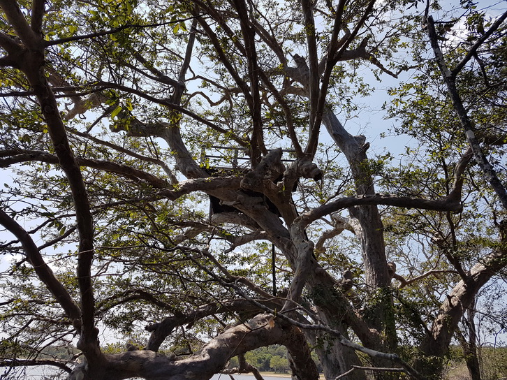 Wilpattu National Park Camp Kulu safaris