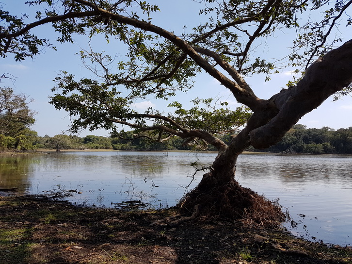 Wilpattu National Park Camp Kulu safaris