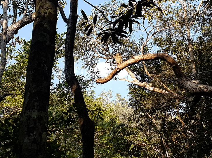 Wilpattu National Park Camp Kulu safaris