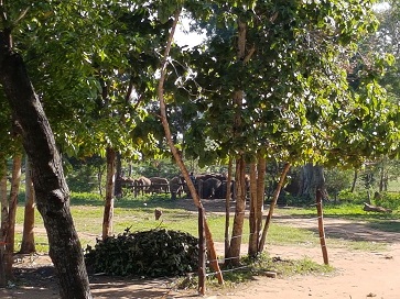 Elephant Transit Camp  Udawalawe