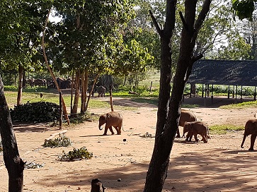 Elephant Transit Camp  Udawalawe