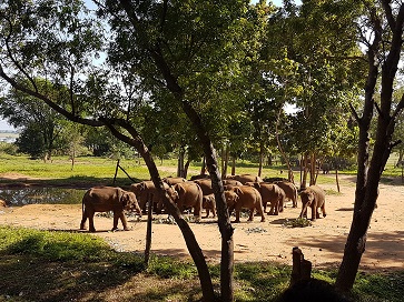 Elephant Transit Camp  Udawalawe