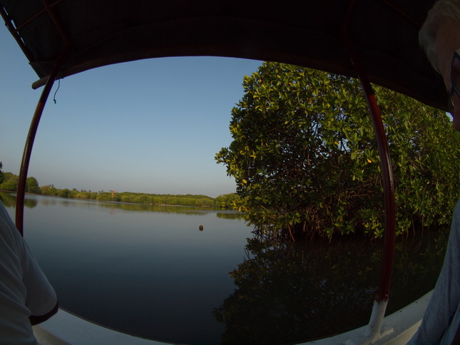 Negombo Boatsafari Mangroves 