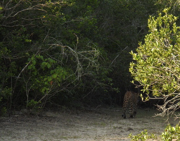 Wilpattu NP tail of a leopard 