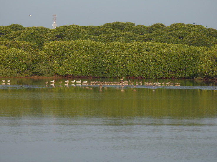   Negombo Boatsafari Mangroves   Negombo Boatsafari Mangrove 