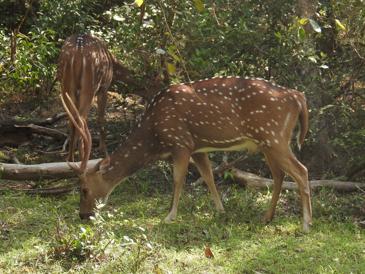 Wilpattu NP spotted deer axis deer 