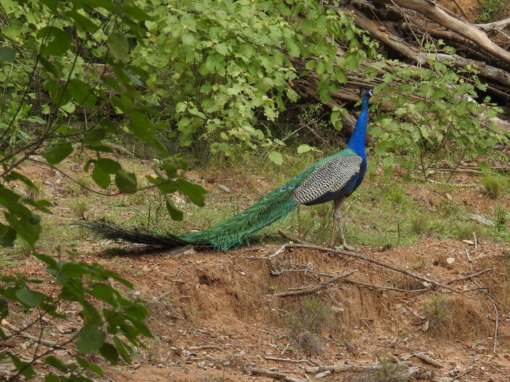 Wilpattu NP   peacock