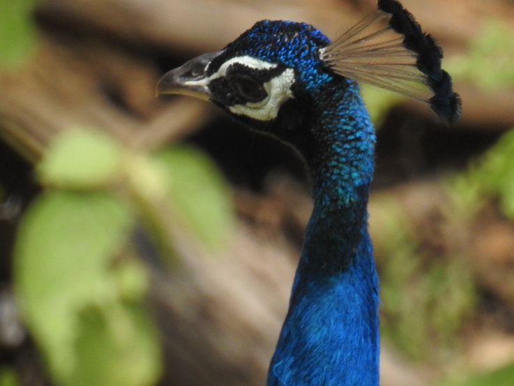 Wilpattu NP   peacock