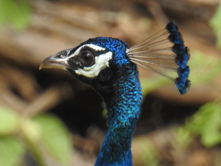 Wilpattu NP   peacock