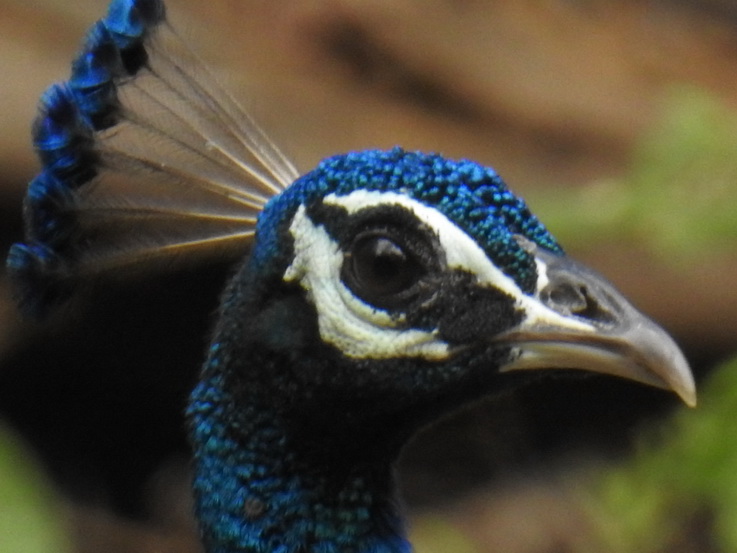 Wilpattu NP   peacock