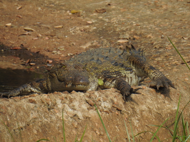 Wilpattu NP croc