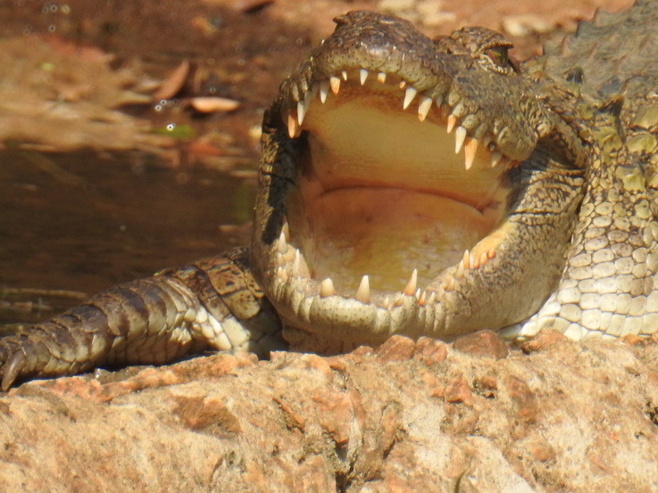 Wilpattu NP croc