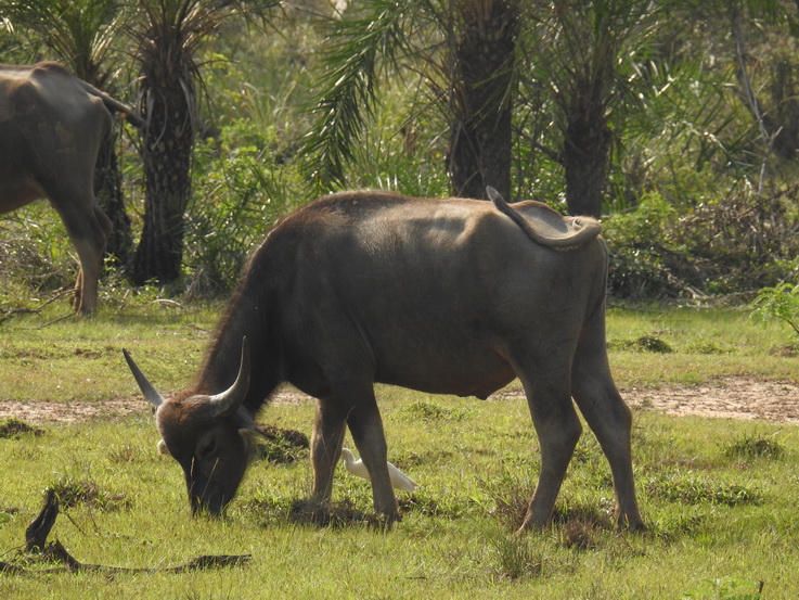 waterbuffalo