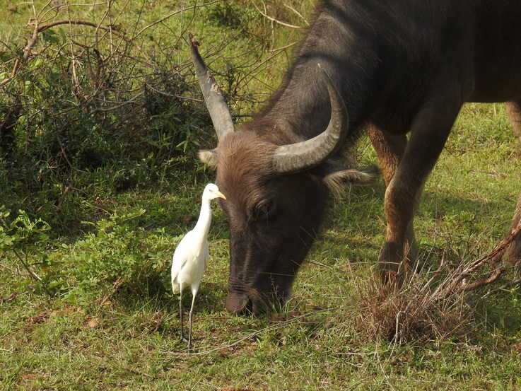 waterbuffalo