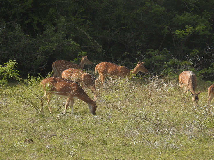 Wilpattu NP spotted deer