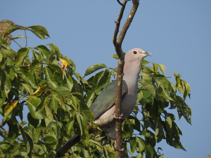 Wilpattu NP green imperial pigeon