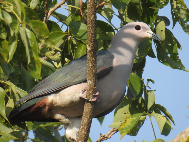 dove Wilpattu NP green imperial pigeon