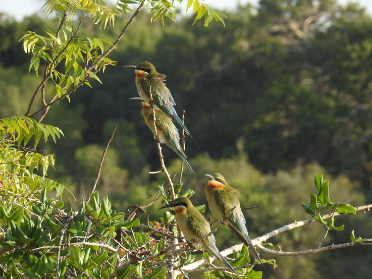 Wilpattu NP beeater