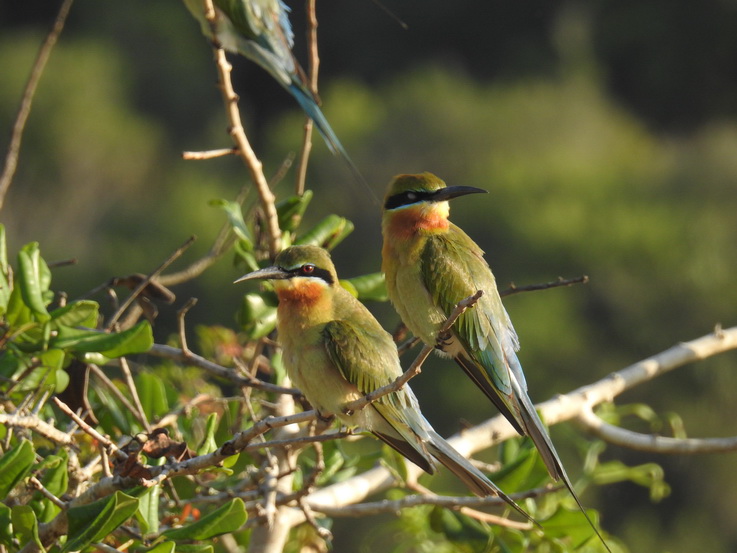 Wilpattu NP beeater