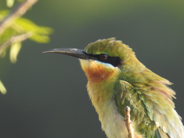 Wilpattu NP beeater