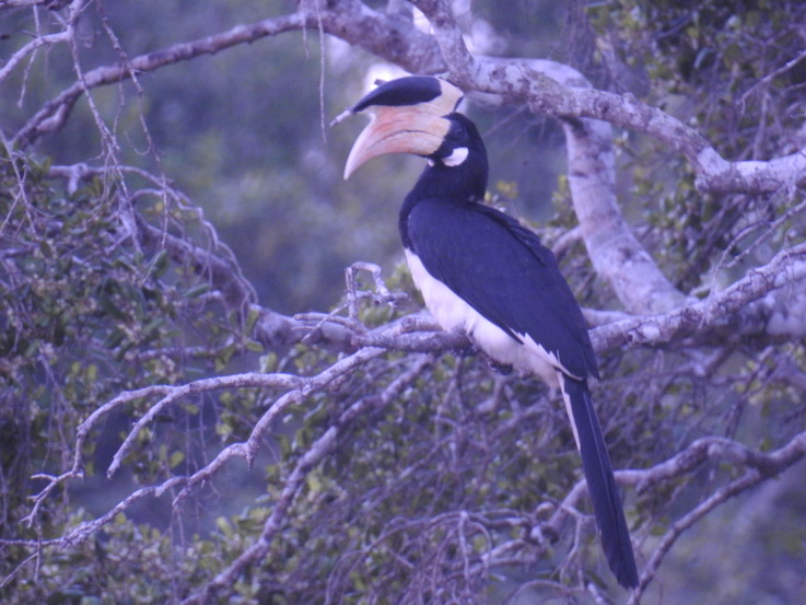 hornbill