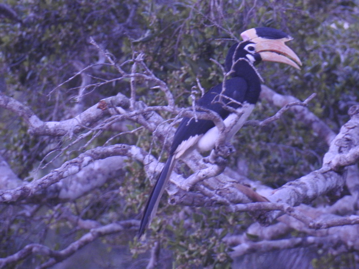 hornbill