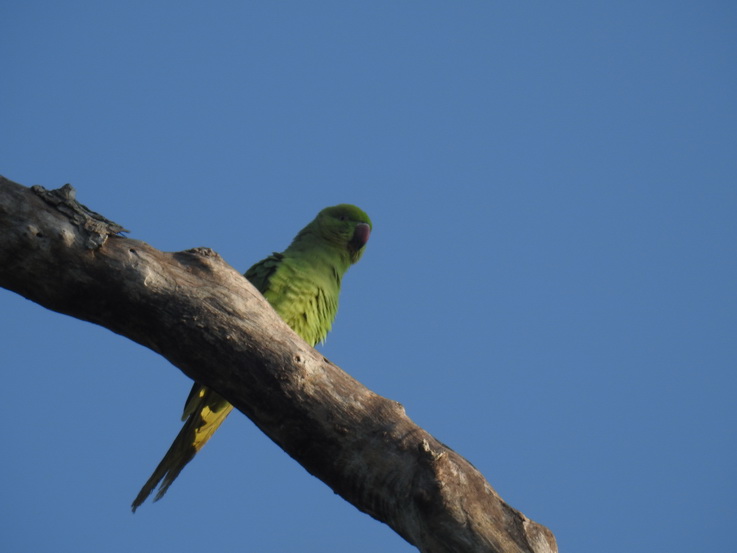 parrot Wilpattu NP Plum headed Parakeet
