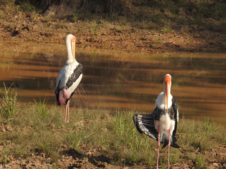 Wilpattu NP Painted storck 