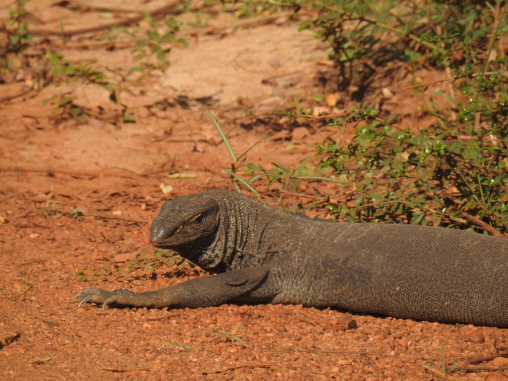 monitor Lizard 