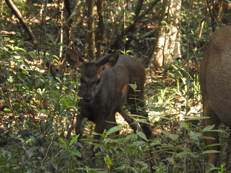 Wilpattu NP deer sambar Hirsch