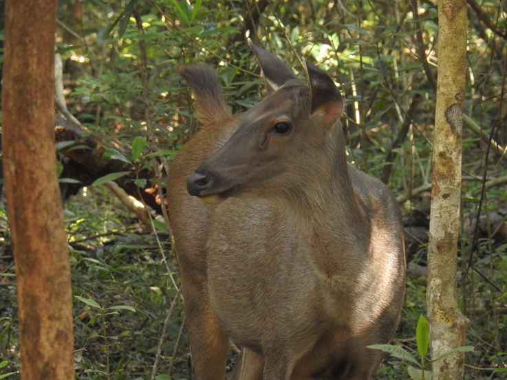 Der Wilpattu Nationalpark liegt 26 km nördlich von Puttalam (ca. 183 km nördlich von Colombo), von der Nordwestküste im Landesinneren bis zur alten Hauptstadt Anuradhapura (50 km östlich des Parks). Mit einer beeindruckenden 425 Quadrat-Meilen ist Wilpattu Sri Lankas größtes und hat sich 2003 wieder eröffnet und ist heute ein immer beliebteres Öko-Tourismus-Ziel.