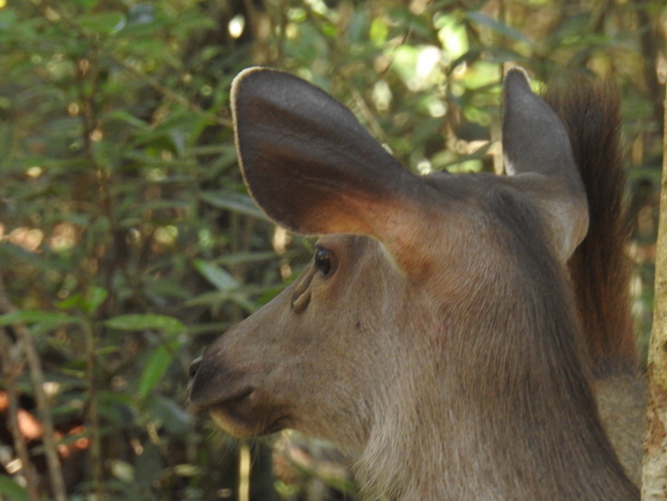 deer Wilpattu NP deer sambar Hirsch