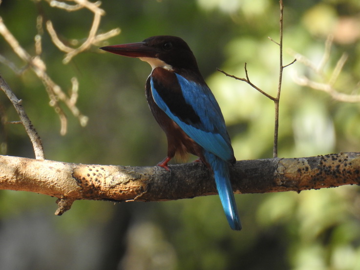 white throated Kingfisher