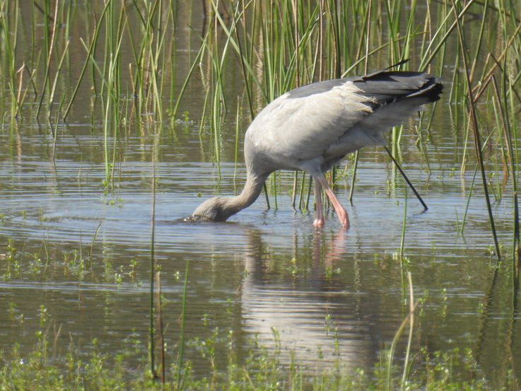 Wilpattu NP Open billed stork