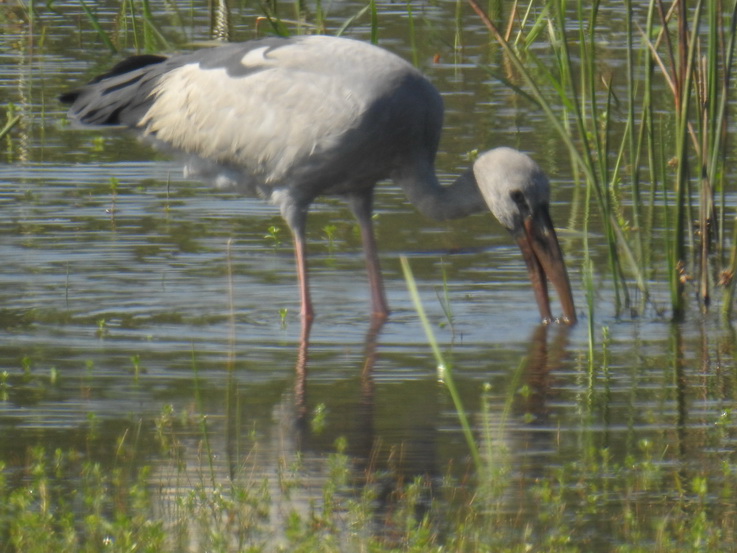 Wilpattu NP Open billed stork