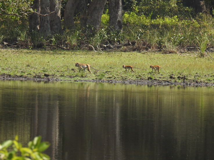 Wilpattu NP Monkey  Schopfmakake  Toque Macaque (Macaca sinica sinica and Macaca sinica aurifrons)