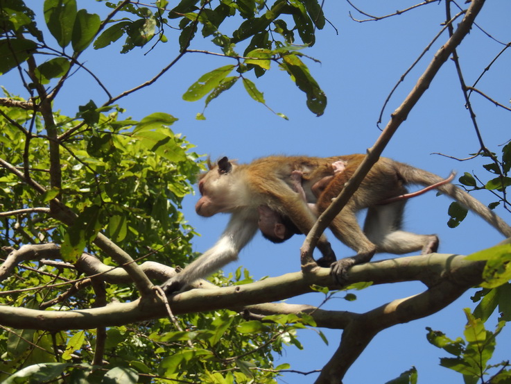 Wilpattu NP Monkey 