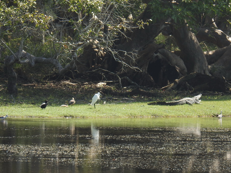 Wilpattu NP stilleben mit croc stilt heron cormoran Duck