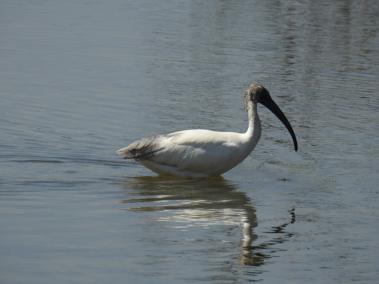  ibis 