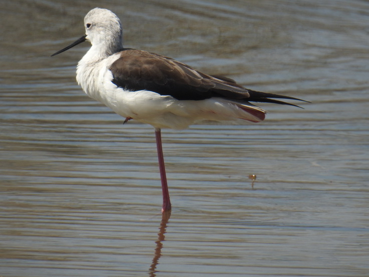  black winged stilt 