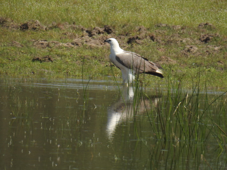 Wilpattu NP Wilpattu National Park Camp Kulu Lakesafaris Fisheagle