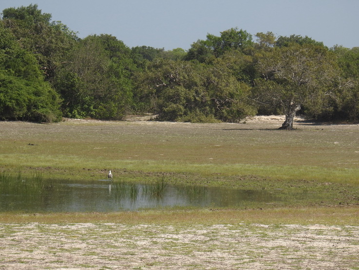 Wilpattu NP Wilpattu National Park Camp Kulu Lakesafaris Fisheagle