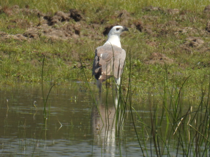 Wilpattu NP Wilpattu National Park Camp Kulu Lakesafaris Fisheagle