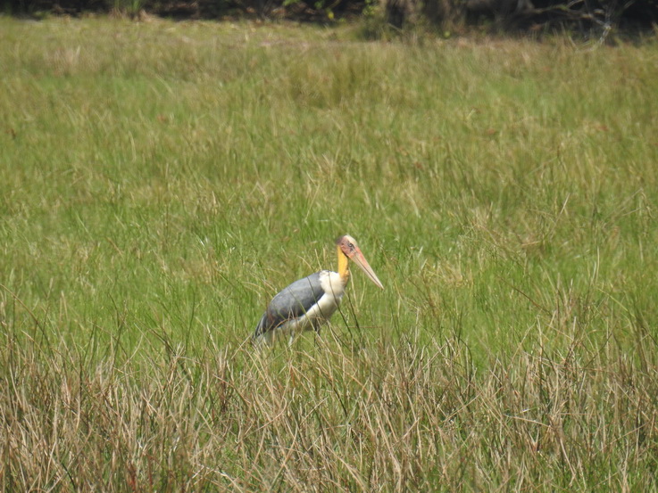 Wilpattu NP marabu storck