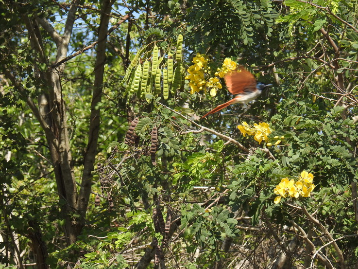 Wilpattu NP kuckoo 