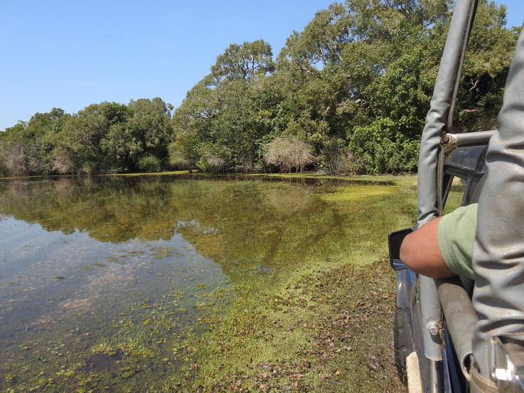 Wilpattu National Park  Kulu Lakesafaris  