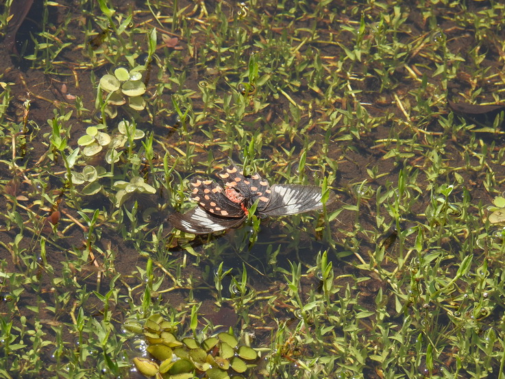   Wilpattu NP KingfisherWilpattu NP Wilpattu NP 