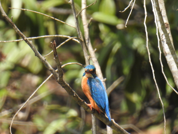   Wilpattu NP KingfisherWilpattu NP Wilpattu NP Kingfisher