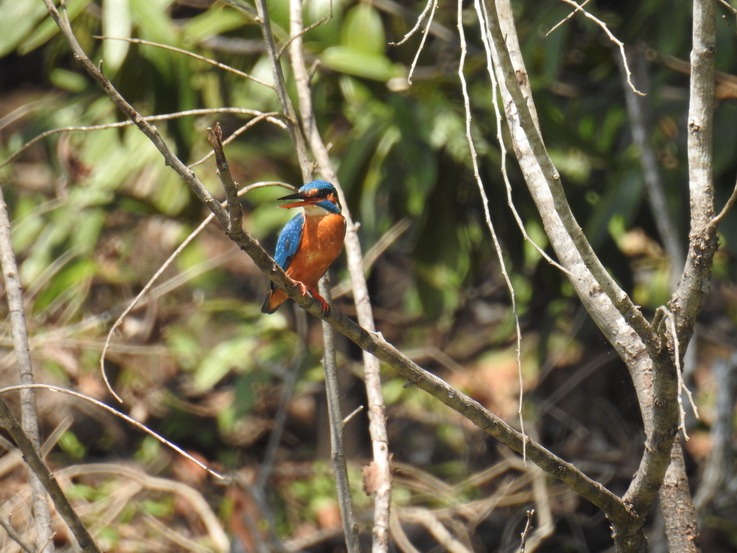   Wilpattu NP KingfisherWilpattu NP Wilpattu NP Kingfisher